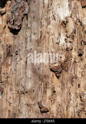 Texture rugueuse fissurée chêne tronc d'arbre avec un gros plan de l'écorce pelée Banque D'Images