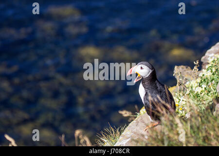 Wildebeest en Islande Banque D'Images