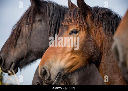 Les chevaux de trait belge dans le pré Banque D'Images