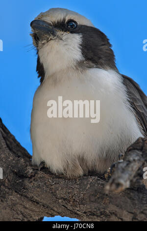 Eurocephalus anguitimens Averla testabianca (Sud), à couronne blanche migratrice Banque D'Images