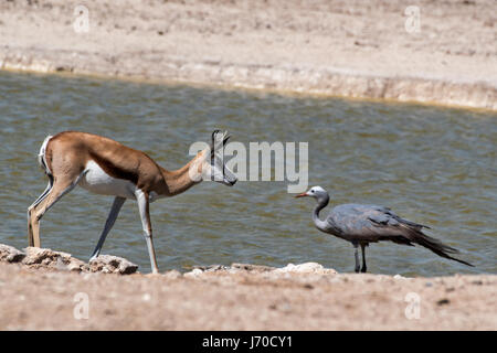 Le Springbok (Antidorcas marsupialis) e Gru del Paradiso (Anthropoides paradiseus), Springbok et grue Banque D'Images