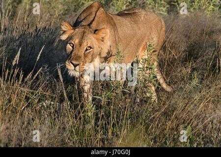 Leonessa (Panthera leo), Lionne Banque D'Images