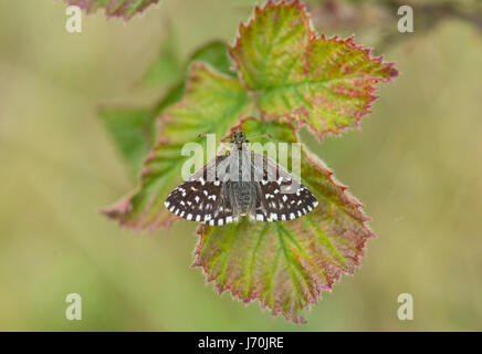 (Pyrgus malvae Grizzled skipper) sur bramble feuille. Banque D'Images