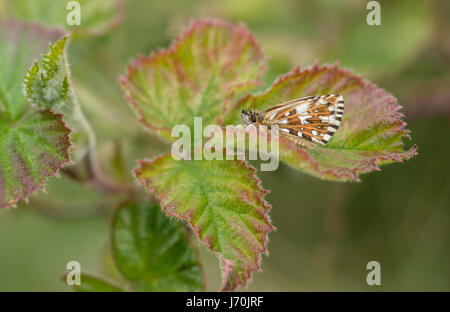 Pyrgus malvae Grizzled skipper (dessous) Banque D'Images