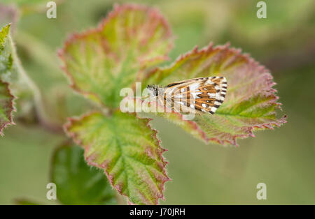 Pyrgus malvae Grizzled skipper (dessous) Banque D'Images