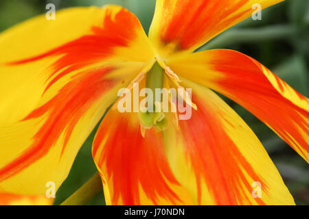 Tulipes colorées dans le Keukenhof Jardin Banque D'Images