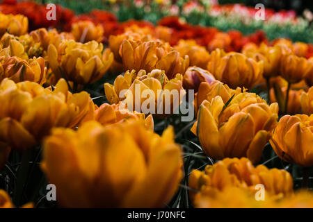 Tulipes rouges et jaunes dans le Keukenhof à Lisse Banque D'Images