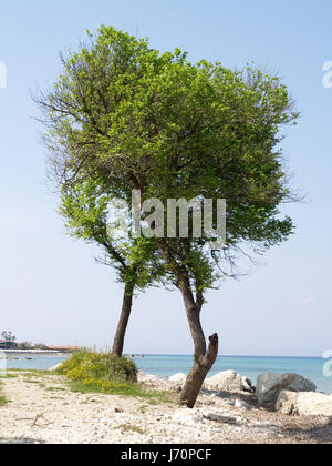 Arbres sur rivage sur chemin d'accès à l'établissement Mitsis Roda Beach Hotel, Roda, Corfu, Grèce Banque D'Images