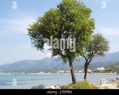 Arbres sur rivage sur chemin d'accès à l'établissement Mitsis Roda Beach Hotel, Roda, Corfu, Grèce Banque D'Images