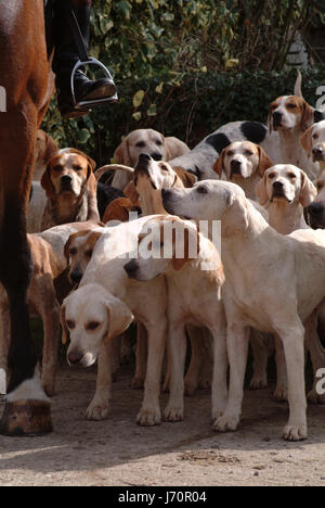 Animal animaux cheval chevaux chien chiens chiens de chasse chasse fox hound chase field Banque D'Images