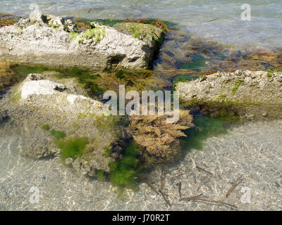 Algues dans la piscine de roche de Roda Beach, Corfou, Grèce Banque D'Images