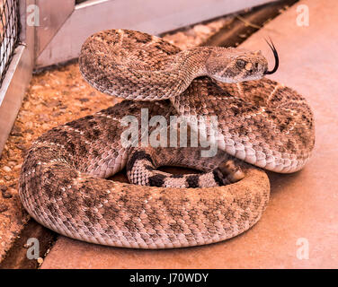 Le western diamondback rattlesnake ou Texas diamond-back est un crotale venimeux que l'on trouve dans le sud-ouest des États-Unis et au Mexique. C'est Banque D'Images