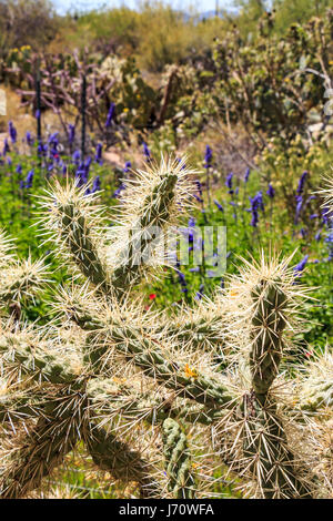 Purple Sage derrière fruits chaîne cholla cactus. Les gens appellent ce cactus saut parce que les épines se détacher si facilement il semble que comme ils ont sauté sur Banque D'Images