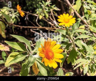 Le tournesol mexicain est aussi appelé arbre marigold, mexicains, Japonais ou de tournesol tournesol Nitobe chrysanthème. Il est originaire de l'est du Mexique et Banque D'Images