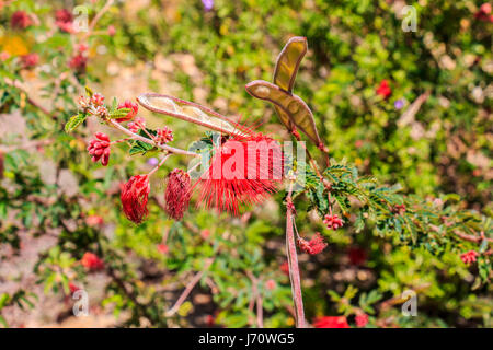 Fleurs d'un rouge sang Baja fairy duster, une plante originaire de la Basse-Californie, au Mexique. Banque D'Images