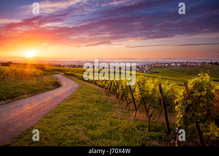 Lever de soleil au-dessus des vignobles Zellenberg le long de la Route des Vins, Alsace, Haut-Rhin, France Banque D'Images