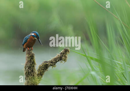 Kingfisher en paysage reed Banque D'Images