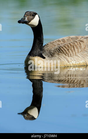 Canada Goose avec reflet dans l'eau Banque D'Images