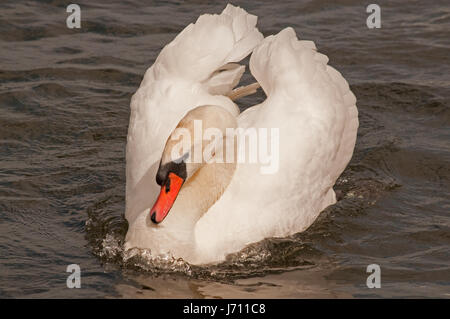 Agression d'un cygne muet sur Linlithgow Loch. Banque D'Images