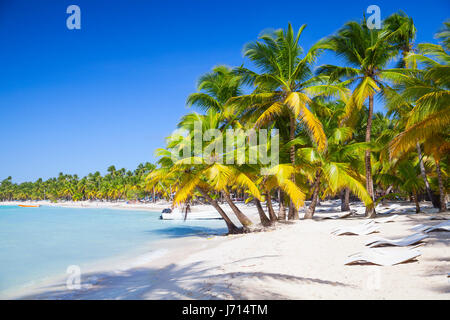 Palmiers qui poussent sur une plage de sable. La côte de la mer des Caraïbes. République dominicaine paysage, l'île de Saona, station touristique populaire Banque D'Images