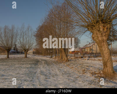 Route avec une rangée d'arbres au cours de l'état ensoleillé de l'hiver météo en Pologne Banque D'Images