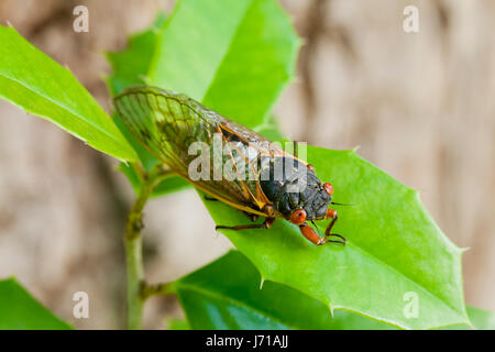 X de la couvée (cicada Pristimantis), mai 2017 - Virginia USA Banque D'Images
