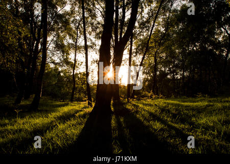 Cannock Chase, Staffordshire, Royaume-Uni. 22 mai, 2017. Météo France : Le soleil se couche sur Cannock Chase Forest, Staffordshire, après le premier jour d'une semaine de canicule, au Royaume-Uni. 22 mai, 2017. Crédit : Richard Holmes/Alamy Live News Banque D'Images