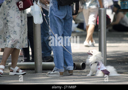 Tokyo, Japon. 21 mai, 2017. Tokyo Japon. 14 mai, 2017. Photo par : Ramiro Agustin Vargas Tabares Crédit : Ramiro Agustin Vargas Tabares/ZUMA/Alamy Fil Live News Banque D'Images