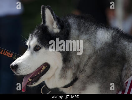 Tokyo, Japon. 21 mai, 2017. Tokyo Japon. 14 mai, 2017. Photo par : Ramiro Agustin Vargas Tabares Crédit : Ramiro Agustin Vargas Tabares/ZUMA/Alamy Fil Live News Banque D'Images