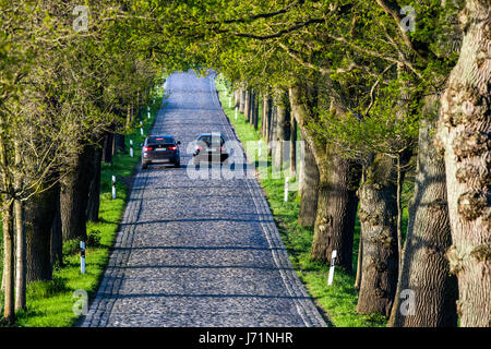 Rügen, Allemagne. 18 mai, 2017. Deux voitures roulant le long d'un chemin bordé d'arbres près de Neuensien sur l'île de Rügen, Allemagne, 18 mai 2017. Photo : Jens Büttner/dpa-Zentralbild/dpa/Alamy Live News Banque D'Images