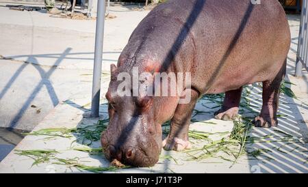 23 mai 2017 - Shenzhen, Dongguan, Chine - Dongguan, CHINE-Feb 14 2017 : (usage éditorial uniquement. Chine OUT) l'hippo...se comportent les animaux dans un zoo, négligence à Dongguan, Province du Guangdong en Chine du sud, le 14 février 2017. (Crédit Image : © SIPA l'Asie via Zuma sur le fil) Banque D'Images