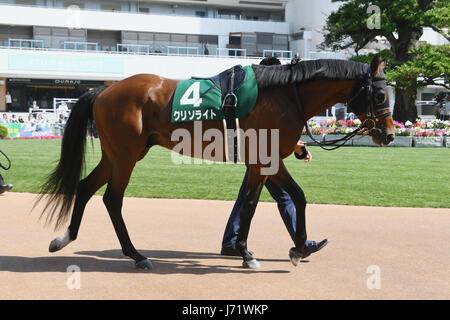 La chrysolite, 20 mai 2017 - Les courses de chevaux : la chrysolite est conduit dans le paddock avant l'Hippodrome de Kyoto à Enjeux Heian à Kyoto, au Japon. (Photo par Eiichi Yamane/AFLO) Banque D'Images