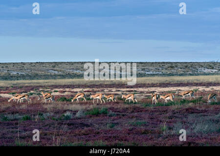 La Namibie, Parco di Etosha, Springboks (Antidorcas marsupialis). La Namibie, Etosha NP, les Springboks Banque D'Images