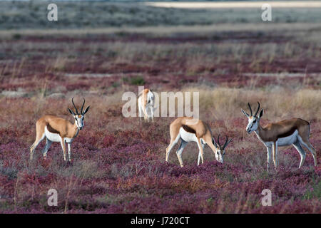 La Namibie, Parco di Etosha, Springboks (Antidorcas marsupialis). La Namibie, Etosha NP, les Springboks Banque D'Images