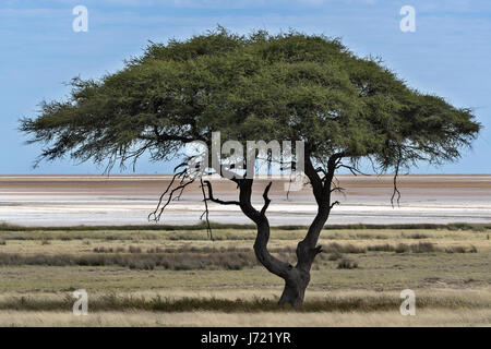 La Namibie, Parco di Etosha, il Pan. La Namibie, Etosha NP, le Pan d'Etosha Banque D'Images