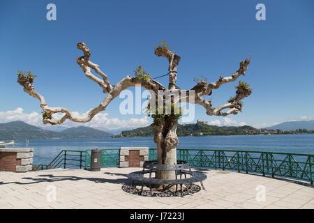 Arbre dans Arona Italie Banque D'Images