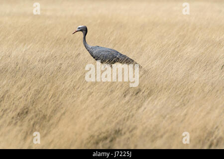 Gru del Paradiso (Anthropoides paradiseus), Blue Crane Banque D'Images