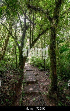 Chemin de pierre dans la forêt nuageuse de Monteverde Costa Rica Banque D'Images