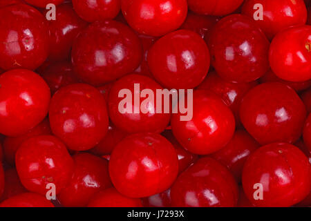 De nombreux fruits rouges mûrs, de cerises (Prunus cerasus) remplir le cadre Banque D'Images