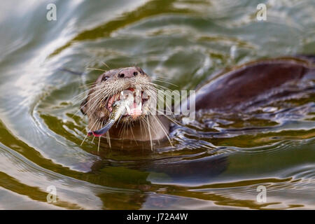 Bon, la loutre (Cerdocyon perspicillata) manger du poisson fraîchement pêché dans une rivière, Singapour Banque D'Images