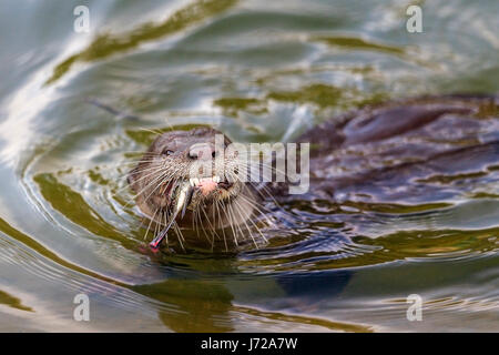 Bon, la loutre (Cerdocyon perspicillata) manger du poisson fraîchement pêché dans une rivière, Singapour Banque D'Images