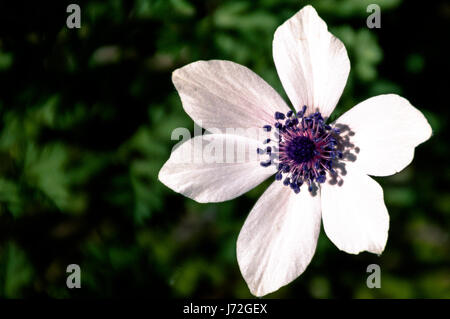 White Anemone Coronaria tourné au parc d'Athalassa à Nicosie, Chypre Banque D'Images