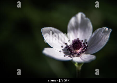 White Anemone Coronaria tourné au parc d'Athalassa à Nicosie, Chypre Banque D'Images