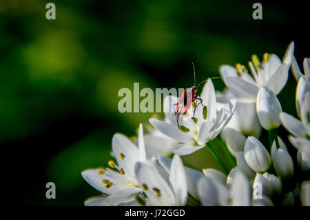 Bug sur certaines fleurs Allium neapolitanum Banque D'Images