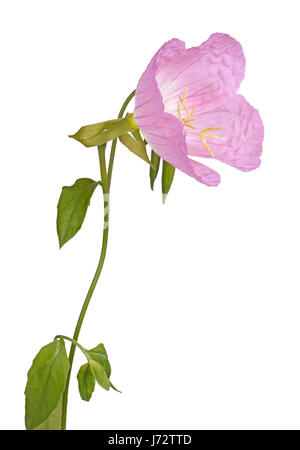 Vue latérale d'une seule fleur, la tige, les feuilles et des bourgeons de la rose à l'onagre (Oenothera speciosa) isolé sur fond blanc Banque D'Images