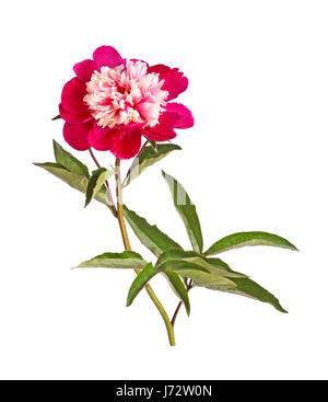 Anémone double-forme fleur, tige et les feuilles d'une rouge et blanc pivoine (Paeonia lactiflora) cultivar isolés contre un fond blanc Banque D'Images