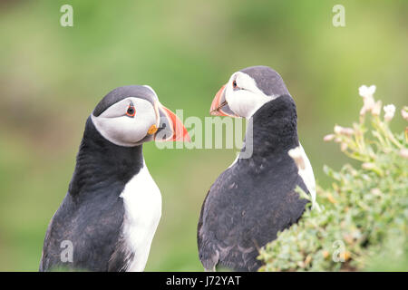 Deux superbes macareux photographiés dans leur environnement. Banque D'Images