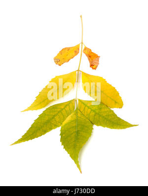 Frêne automne feuilles. Isolé sur fond blanc Banque D'Images