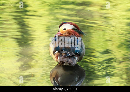 Un beau mâle Canard Mandarin contre l'eau verte. Banque D'Images