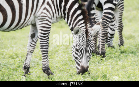 Le zèbre de Burchel (Equus quagga burchellii) sur les plaines du Serengeti Banque D'Images